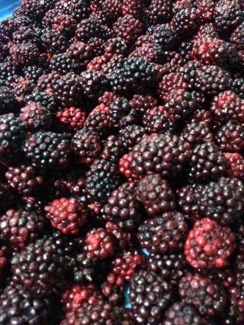 freeze-dried berries